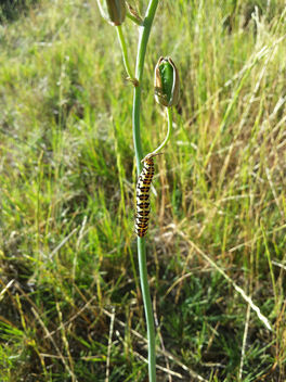 Farm Visit - image #395523 gratis